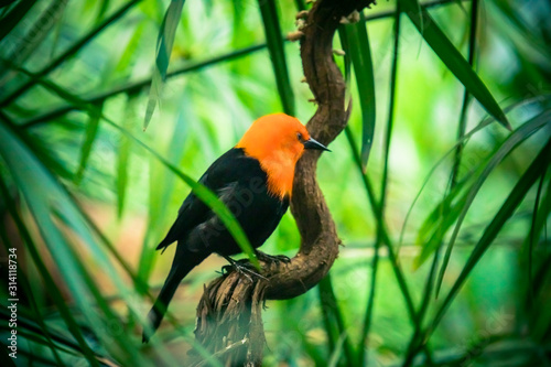 Scarlet-headed Blackbird, Amblyramphus holosericeus, black bird with orange red head in the tropic jungle forest. photo