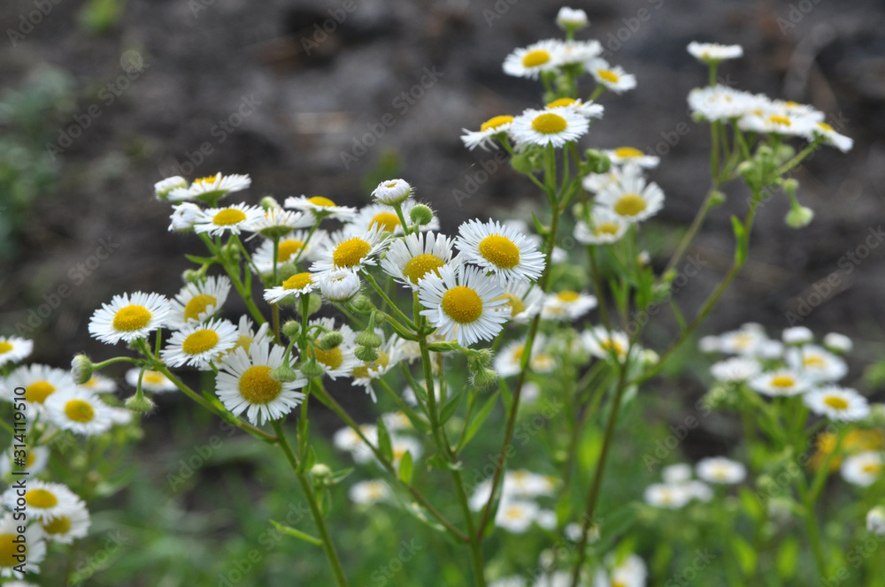 Fototapeta premium In the meadow, blooms in the wild Erigeron annuus