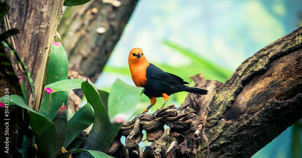 Obraz premium Scarlet-headed Blackbird, Amblyramphus holosericeus, black bird with orange red head in the tropic jungle forest.