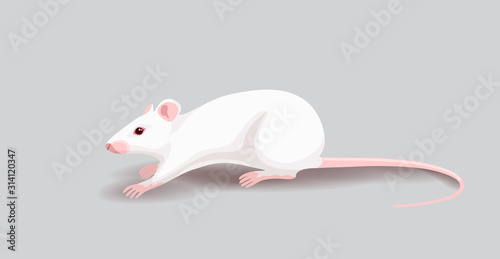 White Rat Isolated on Gray Background