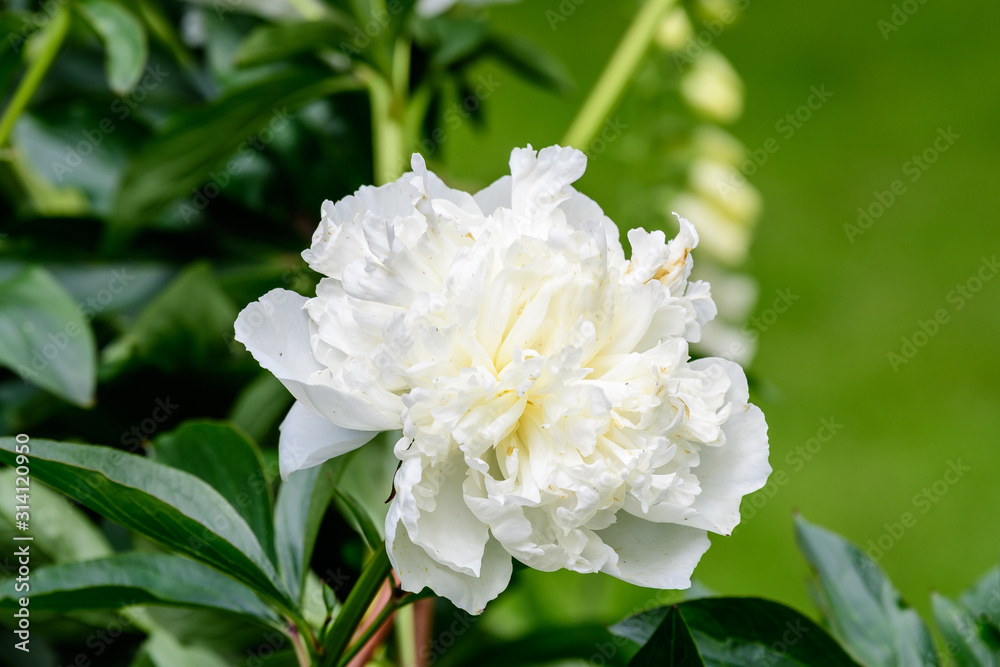 Close up of one large delicate white peony flower, in a garden in a sunny summer day, beautiful outdoor floral background photographed with soft focus
