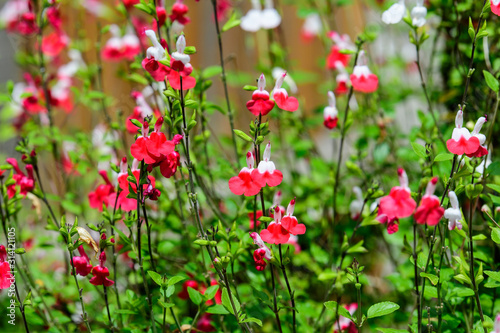 Fototapeta Naklejka Na Ścianę i Meble -  Large evergreen shrub of white and red Salvia microphylla Hot Lips flowers, commonly known as the baby sage, Graham's or blackcurrant sage, and green leaves in a garden in a sunny summer day