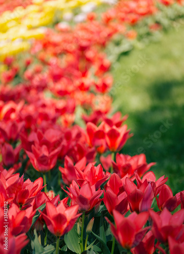 View of red and yellow tulips