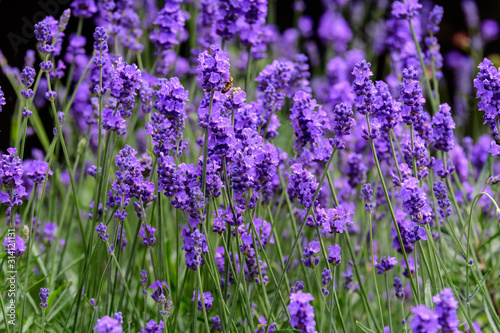 Many small blue lavender flowers in a sunny summer day in Scotland, United Kingdom, with selective focus, beautiful outdoor floral background photographed with selective focus