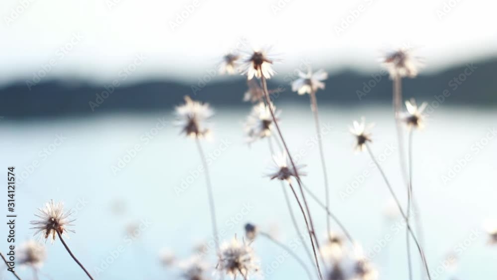 Blur flower of Coat buttons,Wild Daisy grass flowers against sunlight in field beside the way and water. Cool tone. Blur flower of Coat buttons,Wild Daisy grass flowers against sunlight in field beside the way and water. Cool tone.