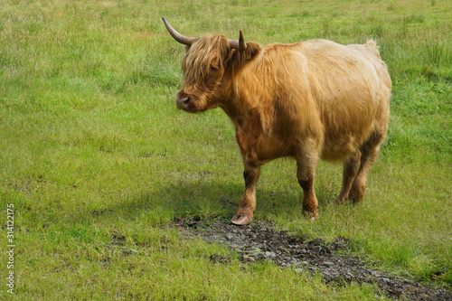 A brown highland cow on a Scottish field