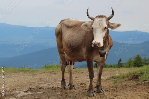 cow in the mountians