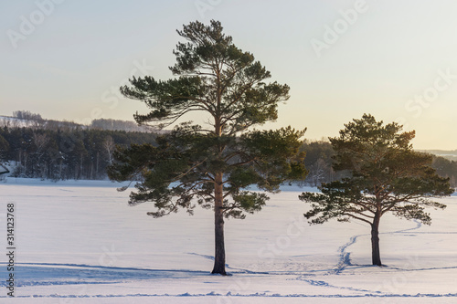 Winter landscape with beautiful pine trees and a frozen lake in Siberia.