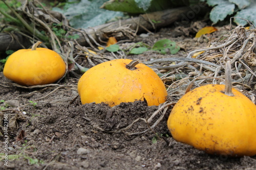 pumpkin patch in the dirt