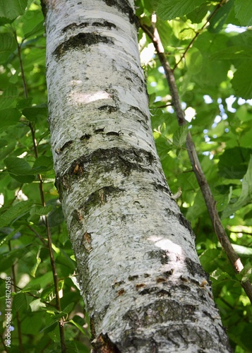 White bark of birch trunk