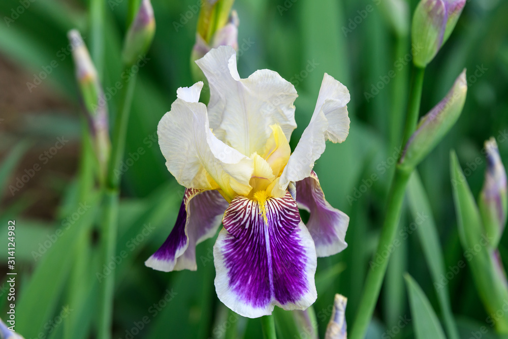 Close up of one white blue iris flower on green, in a sunny spring garden, beautiful outdoor floral background photographed with soft focus