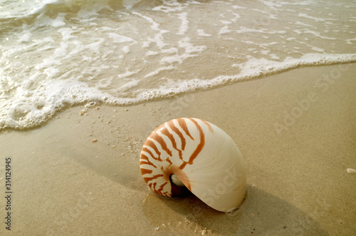 Natural Nautilus Shell Isolated on Wet Sand Beach with Sea Swash