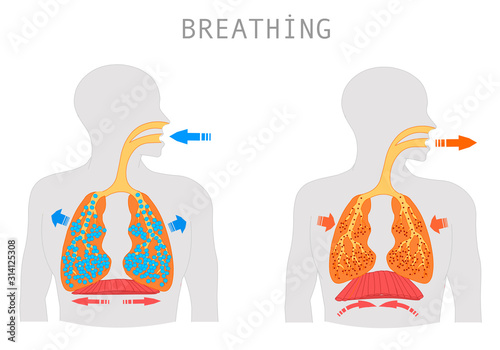 Breathing. Inhalation exhalation Operation of the Respiratory system. Fresh air inflating bronchi in lungs Discharge of polluted air from the body. Movement of the diaphragm.  Medical education Vector photo