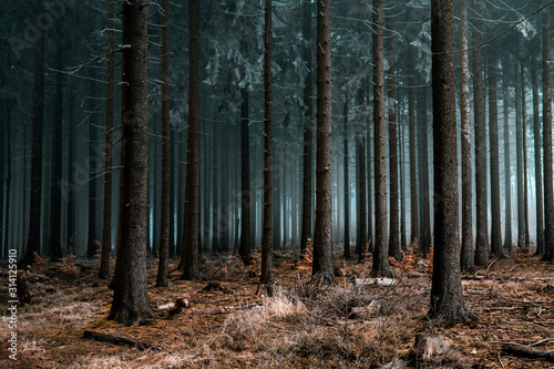 Fototapeta Naklejka Na Ścianę i Meble -  Cold Frozen Woodlands
