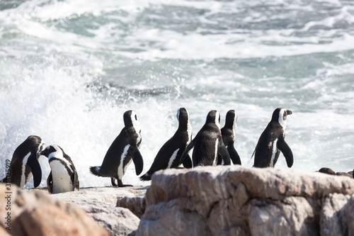 A group of African penguins  Spheniscus demersus  on a stone watching to ocean and the waves  Betty s Bay  South Africa