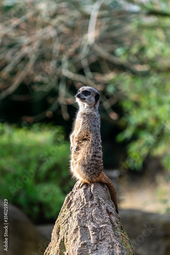 Meerkat observing the environment for predators