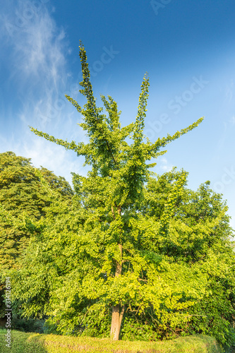 Japanese nut tree, ginkgo, temple tree or duck's foot tree, Ginkgo biloba, synonymous Salisburia adiantifolia Sm in light of sunrise photo