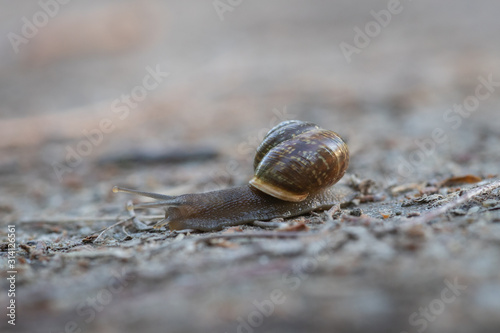snail © PikkuSanna