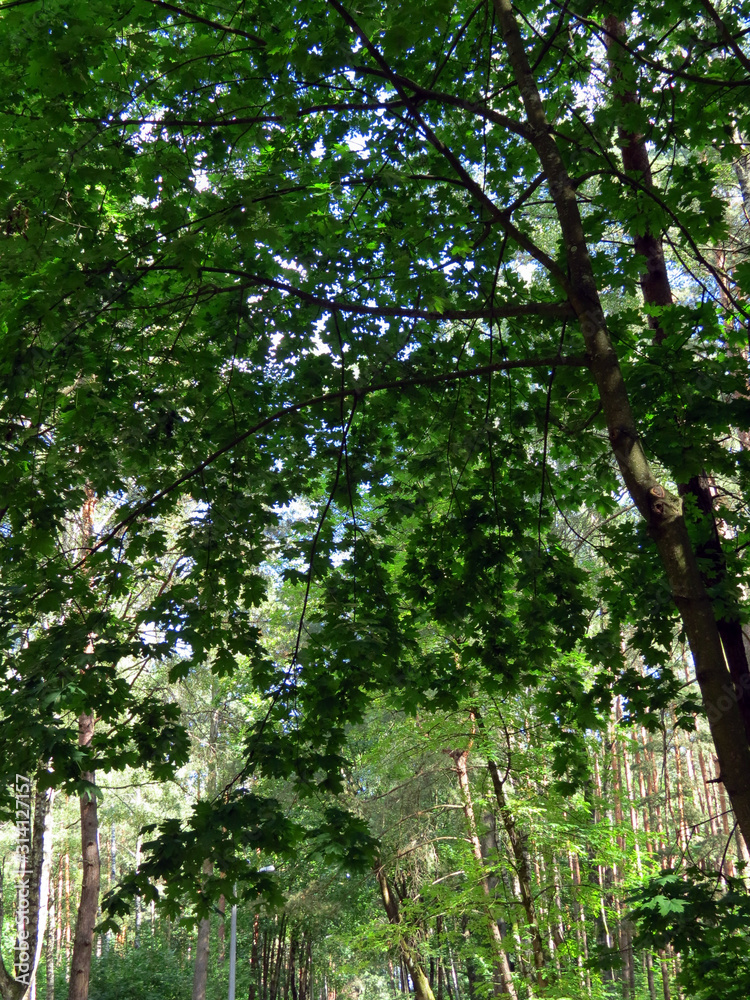 trees in the forest trees in the forest
