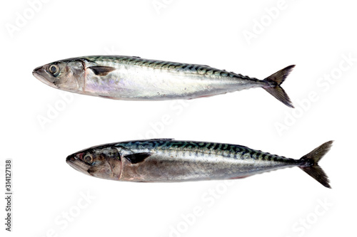 The two mackerel on a white background close-up