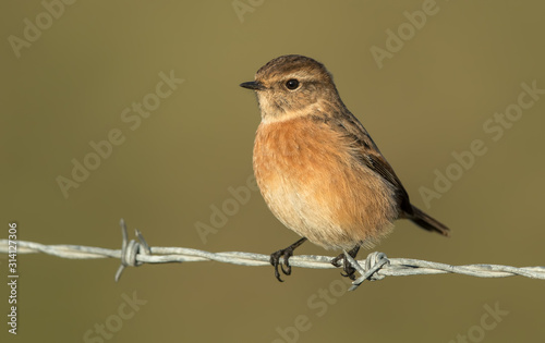Stonechat Perched on Post © Simon Stobart