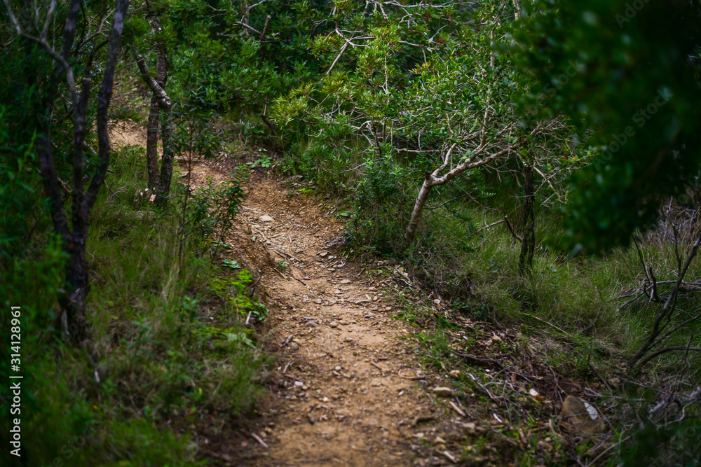 Trekking trail in the mediterranean bush. Capo Poro, Elba island, Tuscan Archipelago, Italy Trekking trail in the mediterranean bush. Capo Poro, Elba island, Tuscan Archipelago, Italy