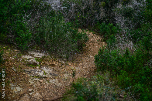Trekking trail in the mediterranean bush. Capo Poro, Elba island, Tuscan Archipelago, Italy
