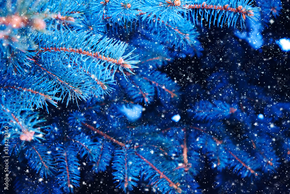 Background of bright blue branches of blue pine in winter.