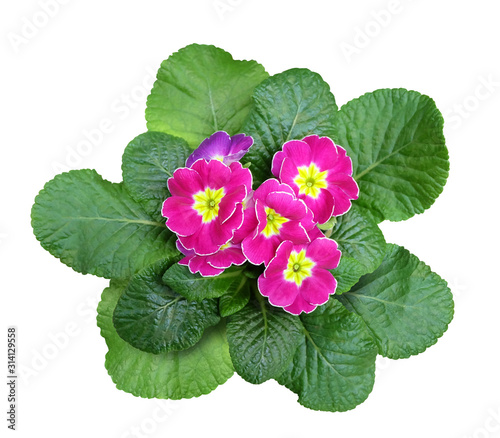 Bright pink primrose, garden flower Isolated on a white background.