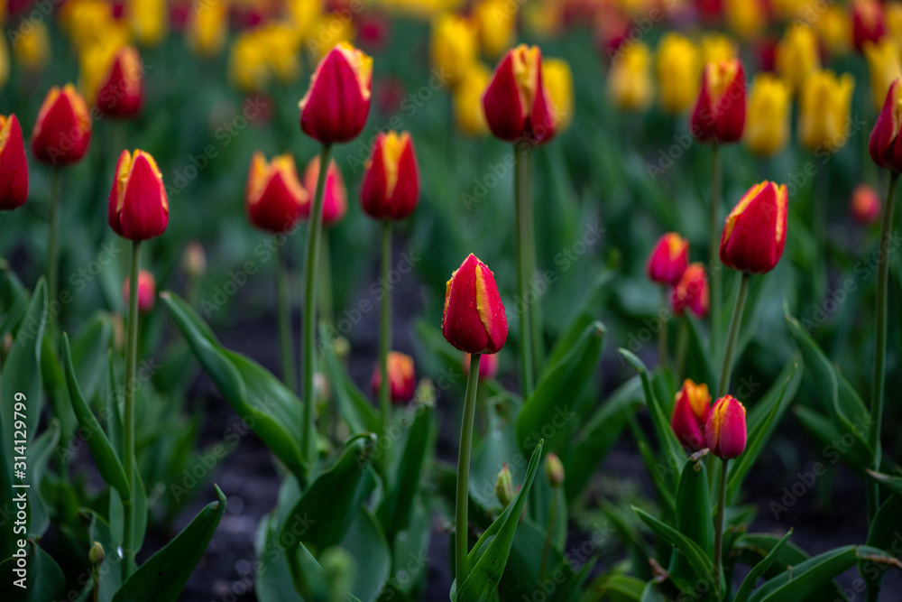 Nice tulip color spring flower awakening nature
