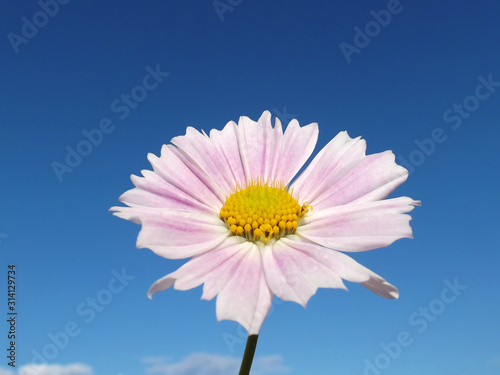 Pink cosmos flower and blue sky