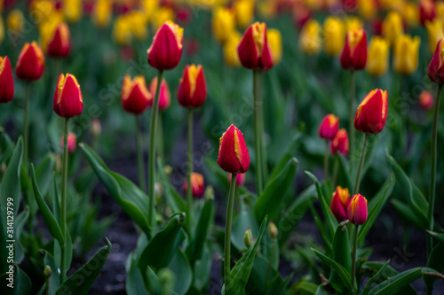 Nice tulip color spring flower awakening nature