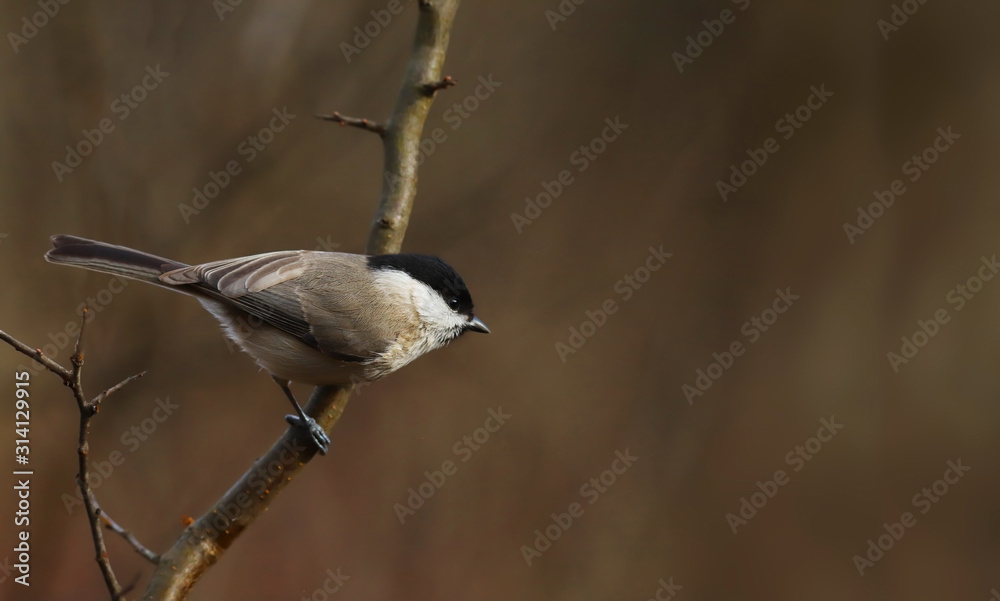 Little willow tit on a twig, on a blurry brown background... Little willow tit on a twig, on a blurry brown background...