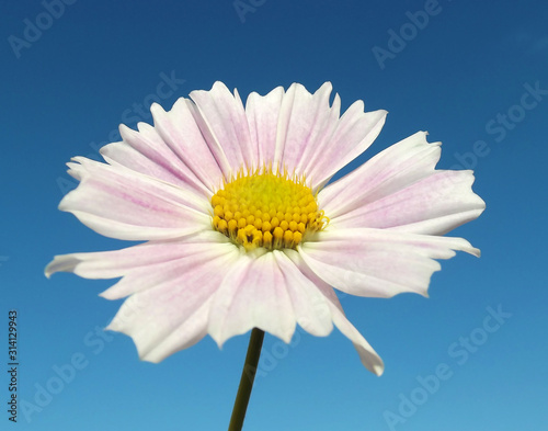 Pink cosmos flower and blue sky