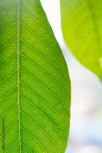Tropical fresh green leaves