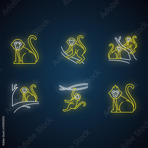 Monkeys in wild neon light icons set. Tropical country animals on trees. Exploring exotic Indonesian wildlife. Primate sitting. Balinese forest fauna. Glowing signs. Vector isolated illustrations