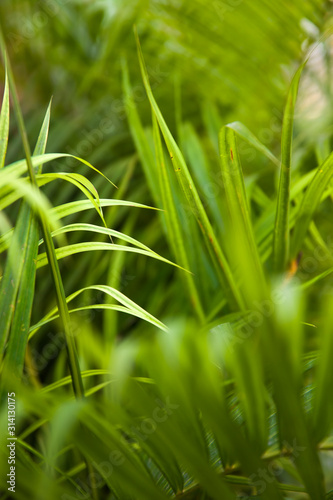 Tropical foliage at Cartage...