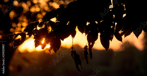 Canvas Print The rays of the sun penetrate through dark leaves of the tree at sunset_