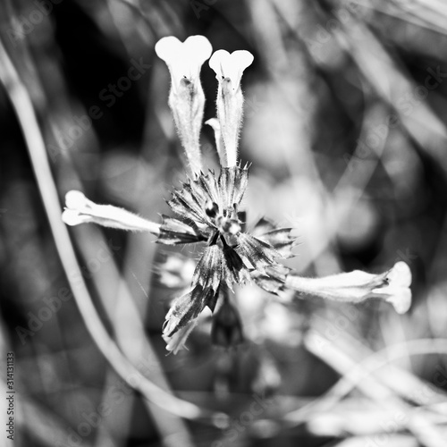 Wild Flowers in the Woods in Red B&W