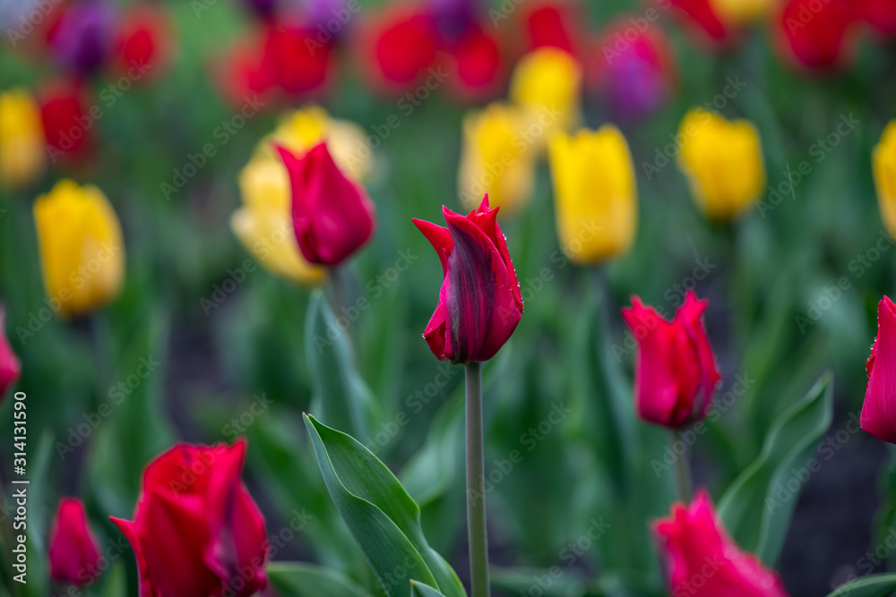 Nice tulip color spring flower awakening nature