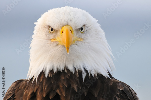 Bald eagle portrait © Ludovic
