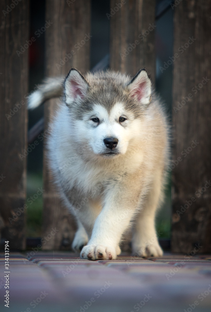 Obraz premium Alaskan Malamute puppy plays in the yard