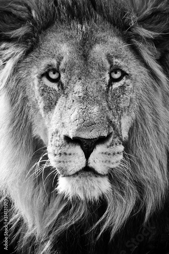 Lion king B W Portrait
