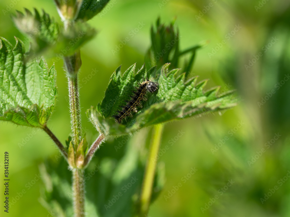 Tortoiseshell caterpillar on a stinging nettle Tortoiseshell caterpillar on a stinging nettle