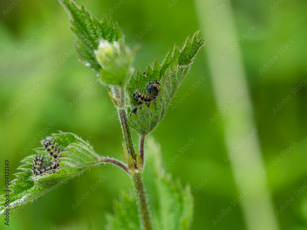 Tortoiseshell caterpillar on a stinging nettle Tortoiseshell caterpillar on a stinging nettle