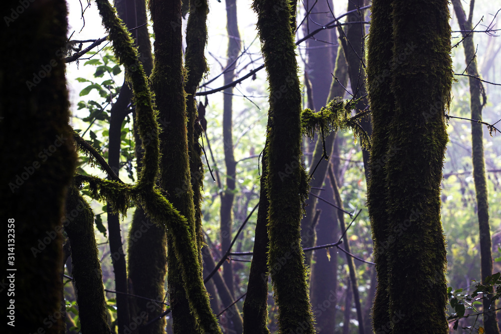 Fototapeta premium tree in the forest, spain lagomera, vacation, summer, europe