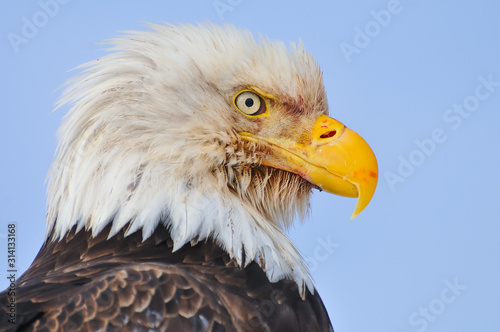 Bald eagle portrait photo