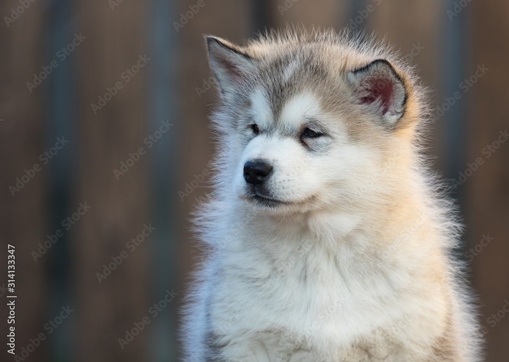 Alaskan Malamute puppy plays in the yard Alaskan Malamute puppy plays in the yard