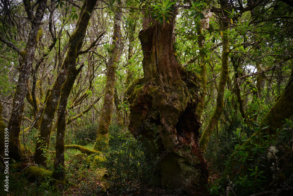 Primeval Oak forest in Portugal. Albegaria forest is situated in the north of Geres National Park. Old oak trees have been growing here for thousands of years without human intervention. 