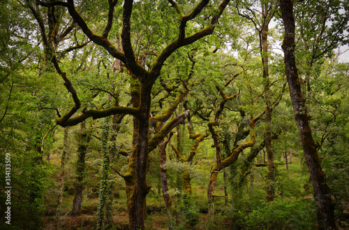 Primeval Oak forest in Portugal. Albegaria forest is situated in the north of Geres National Park. Old oak trees have been growing here for thousands of years without human intervention. 